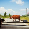 Krava izazvala saobraćajnu nesreću: Motociklista teško povređen, krava uginula, podignuta optužnica protiv vlasnice