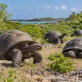 Na ostrvu Aldabra živi više džinovskih kornjača nego ljudi na Sejšelima