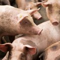 Apel Uprave za veterinu: Pridržavanjem mera sprečavamo afričku kugu svinja