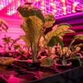 Naučnici uzgajaju seme u svemiru kako bi ga prilagodili klimatskim promenama na Zemlji