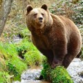 Životinje i Evropa: Zašto se vodi alpski spor oko „problematičnih medveda“ i šta da radite ako ih sretnete