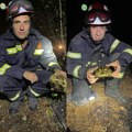 Vatrogasci spasili kornjaču tokom šumskog požara u Knjaževcu