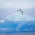 Smrtonosni virus stigao na Antarktik: Pingvini masovno uginuli, naučnici u šoku - ovo je njihovo objašnjenje