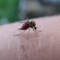 Nova studija pokazuje: Evo zašto su neki ljudi "magneti" za komarce