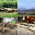 U Srbiji se pojavila bolest plavog jezika. Preduzete potrebne mere! Dejan Živić: Reč je o virusnoj bolesti, lečenja nema!