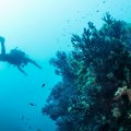 Na dnu mora otkriveno najveće stvorenje na planeti: Dugo je 34 metra i ima 300 godina