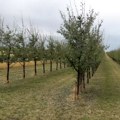 Superćelijski oblak uništio četvrtinu ozimih useva na severu Bačke