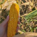 Prvi kupoprodajni ugovori za novi rod kukuruza realizovani na Produktnoj berzi