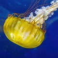 Najezda meduza na Jadranu: Vladari toplih voda