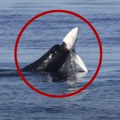 Morski lav raskomadao ajkulu: Neverovatan snimak okršaja predatora, borba trajala 3 minuta, posetioci plaže užasnuti (video)