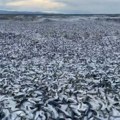 Isplivalo 1.200 tona uginule ribe! Strašni prizori na obali Japana: "Ovako nešto nikad nismo videli!" (video)