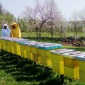 Pčelari i voćari ne mogu jedni bez drugih: Evo kakva ih godina čeka