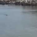 "Plivala je ravno ka meni" Leškario na jadranskoj plaži i izvadio kameru da snimi delfine! A onda je u kadar ušlo…