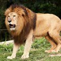 Tuga u hrvatskom zoo vrtu: "Napustio nas je naš lav Leo", u Zagreb došao sa Palića
