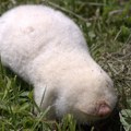 Redak primerak: Albino slepo kuče pronađeno u Srbiji