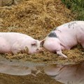 Svinjska kuga se širi i u komšiluku! Potvrđeno čak 89 žarišta, uništeno više od 2.800 svinja, stižu nove mere