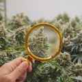Iz firme za uzgoj medicinske marihuane nestalo osam tona sušenog cveta: Akcija policije u Strumici