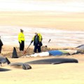 Nasukalo se više od 40 kitova: Tužan prizor na plaži u Škotskoj, samo 10 u životu (foto)