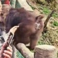 Prvi snimak užasa u zoo vrtu Majmun ugrizao čoveka za lice, prizor je kao iz noćne more (uznemirujujći video)