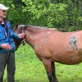 "Medved ga je celog unakazio": Krvoločna zver upala u dom porodice Milić, meštani žive u strahu (video)