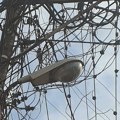 Novi Pazar: U utorak desetak velikih ulica bez struje