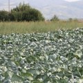 Zašto je futoški kupus drugačiji od drugih Poljoprivrednik otkriva tajnu ovog superpovrća