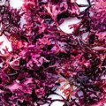 Morska mahovina – superhrana ili prolazni zdravstveni trend