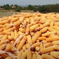 Pad cena kukuruza i soje na produktnoj berzi! Evo kakve su ponuda i potražnja na tržištu