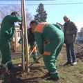 Nova odluka Grada Niša: Investitori moraju da sade drveće za svaku novogradnju