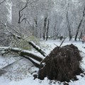 (VIDEO) Snežna oluja u Moskvi: Otkazani letovi, iščupana stabla