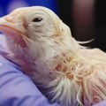 Америчка компанија успела да оживи изумрлу птицу са Новог Зеланда