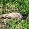 Krvavi pir u ivanjičkom selu Čečine: Medved upao u štalu i Draganu zaklao tri ovce, meštani već godinama u strahu