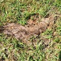 Školsko dvorište puno uginulih pasa (video)