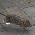 Šta je leptospiroza, zaraza koja se širi Sarajevom