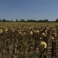 Suša u junu putokaz za budućnost poljoprivrede, kako se prilagoditi