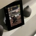 Letovanje se pretvorilo u noćnu moru Devojka naišla na stravično otkriće u apartmanu, hitno reagovala policija! (video)