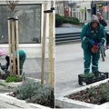 Radnici gradskog zelenila u akciji: Krenulo prolećno ulepšavanje grada