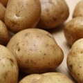 Katastrofalan pad proizvodnje krumpira u Hrvatskoj