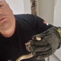 Pogledajte snimak hvatanja zmije otrvonice u jednoj kući u Vranju VIDEO