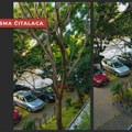 PISMA ČITALACA: Dve godine upozoravaju na opasno drvo, a nadležni ćute – HOĆE LI NEKO REAGOVATI? Niko na rešava problem!?…
