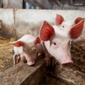 Hara zaraza: Potvrđeno 4.238 slučajeva afričke kuge svinja, eutanazirano 46.938 svinja