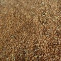 Korišćenje semena "sa tavana" u setvi pšenice nosi velike rizike i gubitke
