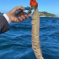 Misteriozno stvorenje otkriveno u moru: Pecaroš ostao u šoku kad je video duguljasto telo, naučnici zatečeni (foto)