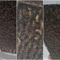 Noću se čulo zujanje, a onda su otkrili 180 hiljada pčela u plafonu: Neverovatna situacija u porodičnom domu