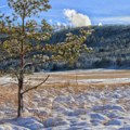 Gde je nestao četinar po kome je Zlatibor dobio ime? Sada ga opet vraćaju na ovu planinu!