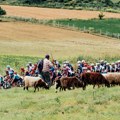 Koza napala biciklistu u Albaniji na čuvenoj trci VIDEO