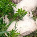 Monstruozno ubijeni psi bačeni na njivu: Nova jeziva scena uznemirila meštane sela kod Šapca