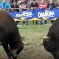(Video) Trčali su oko arene i svi su bili uplašeni: Bikovi pobegli sa bikijade u publiku, nastala opšta panika