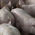 Farmeri dogovorili preporučenu cenu svinja: 245 dinara po kilogramu do kraja oktobra
