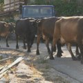 Meštani nekoliko sela u Crnoj Gori se zavadili zbog "lutajućeg krda"